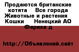 Продаются британские котята  - Все города Животные и растения » Кошки   . Ненецкий АО,Фариха д.